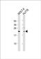Leukemia-associated protein 7 antibody, PA5-49518, Invitrogen Antibodies, Western Blot image 