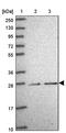 Chromosome 9 Open Reading Frame 152 antibody, PA5-62238, Invitrogen Antibodies, Western Blot image 