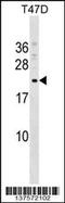 COMM domain-containing protein 9 antibody, 59-246, ProSci, Western Blot image 