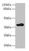 ADP Ribosylation Factor Interacting Protein 2 antibody, CSB-PA002003LA01HU, Cusabio, Western Blot image 