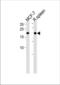 ZNF9 antibody, TA324700, Origene, Western Blot image 