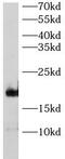 CAV3 antibody, FNab10145, FineTest, Western Blot image 