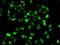 Complement C1s antibody, orb373498, Biorbyt, Immunofluorescence image 