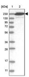 Centriolin antibody, PA5-54219, Invitrogen Antibodies, Western Blot image 