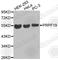 Pre-MRNA Processing Factor 19 antibody, A3419, ABclonal Technology, Western Blot image 
