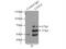 Centrosomal Protein 63 antibody, 16268-1-AP, Proteintech Group, Immunoprecipitation image 