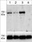 DRF3 antibody, DP4481, ECM Biosciences, Western Blot image 