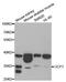 Uncoupling Protein 1 antibody, LS-C334345, Lifespan Biosciences, Western Blot image 
