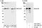CLINT1 antibody, A301-926A, Bethyl Labs, Immunoprecipitation image 