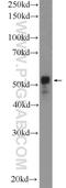 CCM2 Like Scaffold Protein antibody, 21493-1-AP, Proteintech Group, Western Blot image 