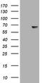 Nf68 antibody, TA801223AM, Origene, Western Blot image 