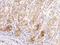 Spermatogenesis Associated 45 antibody, 204544-T08, Sino Biological, Immunohistochemistry paraffin image 