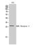 KDEL Endoplasmic Reticulum Protein Retention Receptor 3 antibody, STJ93828, St John