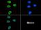 Histone Cluster 2 H3 Family Member D antibody, NB21-1073, Novus Biologicals, Immunocytochemistry image 