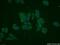 ADP Dependent Glucokinase antibody, 15639-1-AP, Proteintech Group, Immunofluorescence image 
