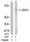 Janus Kinase 1 antibody, TA310057, Origene, Western Blot image 