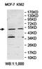 L-2-Hydroxyglutarate Dehydrogenase antibody, orb78351, Biorbyt, Western Blot image 
