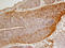 Sonic hedgehog protein antibody, AF445, R&D Systems, Immunohistochemistry paraffin image 