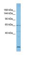 Chloride intracellular channel protein 5 antibody, orb324597, Biorbyt, Western Blot image 