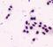 Non-POU Domain Containing Octamer Binding antibody, M03515, Boster Biological Technology, Immunocytochemistry image 