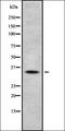 Olfactory Receptor Family 2 Subfamily A Member 25 antibody, orb337486, Biorbyt, Western Blot image 
