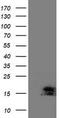 Augurin antibody, TA502699S, Origene, Western Blot image 