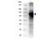 FITC antibody, NB600-493, Novus Biologicals, Western Blot image 