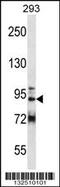 GRIP And Coiled-Coil Domain Containing 1 antibody, 56-778, ProSci, Western Blot image 