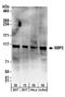 SECIS Binding Protein 2 antibody, A303-949A, Bethyl Labs, Western Blot image 