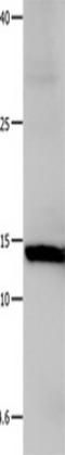 Galectin 1 antibody, TA321466, Origene, Western Blot image 