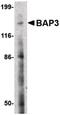 BAI1-associated protein 3 antibody, PA5-20498, Invitrogen Antibodies, Western Blot image 