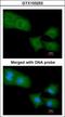 RHG04 antibody, GTX103253, GeneTex, Immunocytochemistry image 