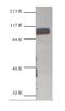 Catenin Beta 1 antibody, AHP2418, Bio-Rad (formerly AbD Serotec) , Western Blot image 