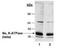 ATPase Na+/K+ Transporting Subunit Beta 1 antibody, TA309581, Origene, Western Blot image 