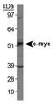 c-Myc antibody, NB600-302C, Novus Biologicals, Western Blot image 