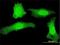 PLEKHG5 antibody, H00057449-M01, Novus Biologicals, Immunocytochemistry image 