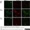 p65 antibody, AHP288, Bio-Rad (formerly AbD Serotec) , Enzyme Linked Immunosorbent Assay image 