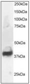 Neuronal-specific septin-3 antibody, AP23814PU-N, Origene, Western Blot image 