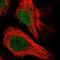 Centromere protein Q antibody, HPA054965, Atlas Antibodies, Immunofluorescence image 