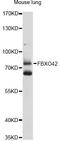 F-Box Protein 42 antibody, LS-C749879, Lifespan Biosciences, Western Blot image 