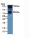 Pancreas Associated Transcription Factor 1a antibody, MBS2026165, MyBioSource, Western Blot image 