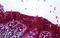 LDLR dan antibody, GTX88580, GeneTex, Immunohistochemistry paraffin image 