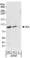 Itchy E3 Ubiquitin Protein Ligase antibody, A301-992A, Bethyl Labs, Western Blot image 