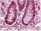 PR domain zinc finger protein 5 antibody, AP08400PU-N, Origene, Immunohistochemistry paraffin image 