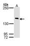 Disco Interacting Protein 2 Homolog B antibody, GTX110116, GeneTex, Western Blot image 