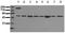 Fos Proto-Oncogene, AP-1 Transcription Factor Subunit antibody, AM00062PU-N, Origene, Western Blot image 