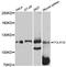 DNA-directed RNA polymerase I subunit RPA2 antibody, LS-C747242, Lifespan Biosciences, Western Blot image 