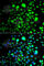 Peroxisomal Biogenesis Factor 14 antibody, A7336, ABclonal Technology, Immunofluorescence image 