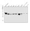 N-Myc And STAT Interactor antibody, M02768, Boster Biological Technology, Western Blot image 