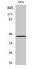 Probable G-protein coupled receptor 34 antibody, A11157, Boster Biological Technology, Western Blot image 
